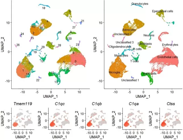 Uniform Manifold Approximation and Projection (UMAP) visualization of cell clusters identified during scRNA-seq analysis of mouse whole brain tissue